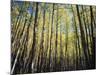 California, Sierra Nevada, Inyo Nf, Autumn Colors of Aspen Trees-Christopher Talbot Frank-Mounted Photographic Print