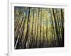 California, Sierra Nevada, Inyo Nf, Autumn Colors of Aspen Trees-Christopher Talbot Frank-Framed Photographic Print