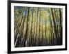 California, Sierra Nevada, Inyo Nf, Autumn Colors of Aspen Trees-Christopher Talbot Frank-Framed Photographic Print