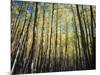 California, Sierra Nevada, Inyo Nf, Autumn Colors of Aspen Trees-Christopher Talbot Frank-Mounted Photographic Print