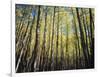 California, Sierra Nevada, Inyo Nf, Autumn Colors of Aspen Trees-Christopher Talbot Frank-Framed Photographic Print