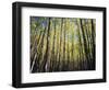 California, Sierra Nevada, Inyo Nf, Autumn Colors of Aspen Trees-Christopher Talbot Frank-Framed Photographic Print