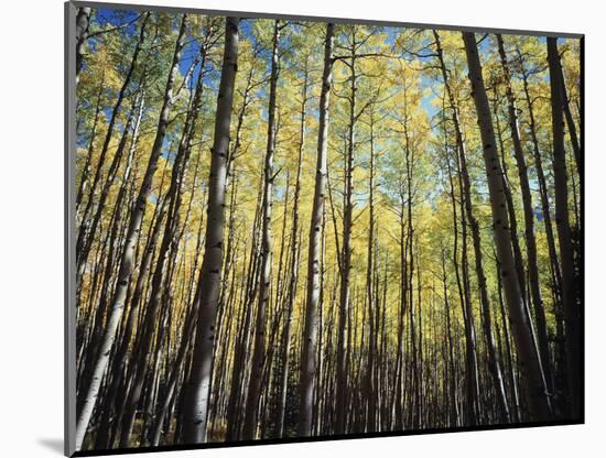 California, Sierra Nevada, Inyo Nf, Autumn Colors of Aspen Trees-Christopher Talbot Frank-Mounted Photographic Print