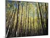 California, Sierra Nevada, Inyo Nf, Autumn Colors of Aspen Trees-Christopher Talbot Frank-Mounted Photographic Print