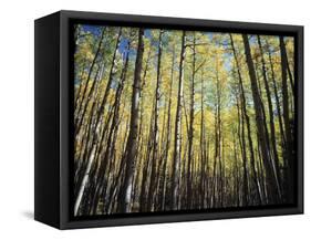 California, Sierra Nevada, Inyo Nf, Autumn Colors of Aspen Trees-Christopher Talbot Frank-Framed Stretched Canvas