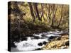 California, Sierra Nevada, Inyo Nf, Cottonwood Trees Along Mcgee Creek-Christopher Talbot Frank-Stretched Canvas