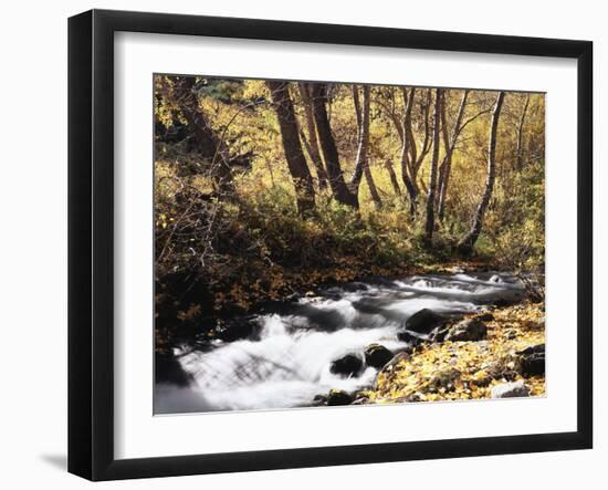 California, Sierra Nevada, Inyo Nf, Cottonwood Trees Along Mcgee Creek-Christopher Talbot Frank-Framed Premium Photographic Print