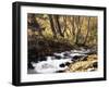 California, Sierra Nevada, Inyo Nf, Cottonwood Trees Along Mcgee Creek-Christopher Talbot Frank-Framed Premium Photographic Print