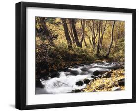 California, Sierra Nevada, Inyo Nf, Cottonwood Trees Along Mcgee Creek-Christopher Talbot Frank-Framed Premium Photographic Print