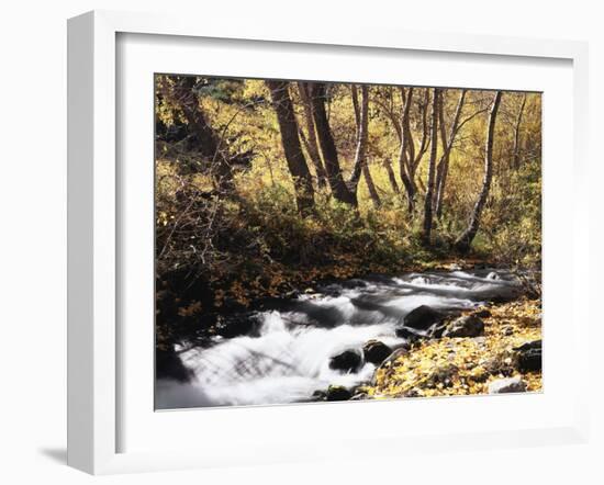 California, Sierra Nevada, Inyo Nf, Cottonwood Trees Along Mcgee Creek-Christopher Talbot Frank-Framed Premium Photographic Print