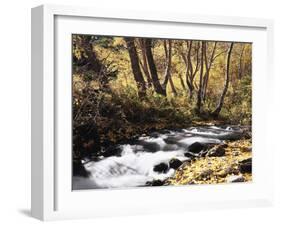 California, Sierra Nevada, Inyo Nf, Cottonwood Trees Along Mcgee Creek-Christopher Talbot Frank-Framed Premium Photographic Print