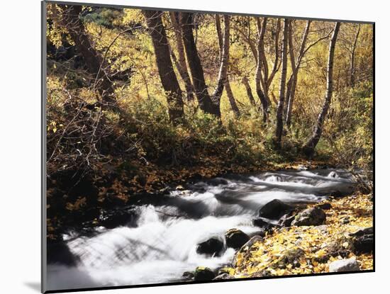 California, Sierra Nevada, Inyo Nf, Cottonwood Trees Along Mcgee Creek-Christopher Talbot Frank-Mounted Premium Photographic Print