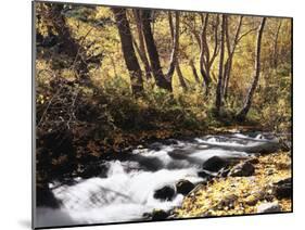 California, Sierra Nevada, Inyo Nf, Cottonwood Trees Along Mcgee Creek-Christopher Talbot Frank-Mounted Premium Photographic Print