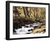 California, Sierra Nevada, Inyo Nf, Cottonwood Trees Along Mcgee Creek-Christopher Talbot Frank-Framed Photographic Print