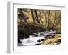 California, Sierra Nevada, Inyo Nf, Cottonwood Trees Along Mcgee Creek-Christopher Talbot Frank-Framed Photographic Print