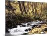 California, Sierra Nevada, Inyo Nf, Cottonwood Trees Along Mcgee Creek-Christopher Talbot Frank-Mounted Photographic Print