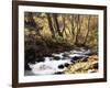 California, Sierra Nevada, Inyo Nf, Cottonwood Trees Along Mcgee Creek-Christopher Talbot Frank-Framed Photographic Print