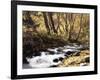 California, Sierra Nevada, Inyo Nf, Cottonwood Trees Along Mcgee Creek-Christopher Talbot Frank-Framed Photographic Print