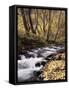 California, Sierra Nevada, Inyo Nf, Cottonwood Trees Along Mcgee Creek-Christopher Talbot Frank-Framed Stretched Canvas