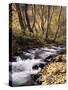 California, Sierra Nevada, Inyo Nf, Cottonwood Trees Along Mcgee Creek-Christopher Talbot Frank-Stretched Canvas