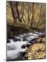 California, Sierra Nevada, Inyo Nf, Cottonwood Trees Along Mcgee Creek-Christopher Talbot Frank-Mounted Photographic Print