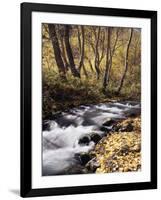 California, Sierra Nevada, Inyo Nf, Cottonwood Trees Along Mcgee Creek-Christopher Talbot Frank-Framed Photographic Print