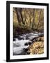 California, Sierra Nevada, Inyo Nf, Cottonwood Trees Along Mcgee Creek-Christopher Talbot Frank-Framed Photographic Print