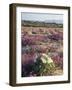 California, Sierra Nevada, Inyo Nf, Cottonwood Trees Along Mcgee Creek-Christopher Talbot Frank-Framed Photographic Print