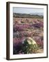 California, Sierra Nevada, Inyo Nf, Cottonwood Trees Along Mcgee Creek-Christopher Talbot Frank-Framed Photographic Print