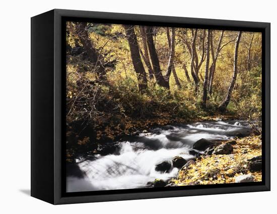 California, Sierra Nevada, Inyo Nf, Cottonwood Trees Along Mcgee Creek-Christopher Talbot Frank-Framed Stretched Canvas