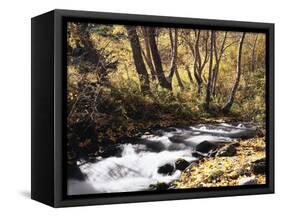 California, Sierra Nevada, Inyo Nf, Cottonwood Trees Along Mcgee Creek-Christopher Talbot Frank-Framed Stretched Canvas