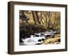 California, Sierra Nevada, Inyo Nf, Cottonwood Trees Along Mcgee Creek-Christopher Talbot Frank-Framed Photographic Print