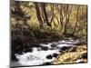 California, Sierra Nevada, Inyo Nf, Cottonwood Trees Along Mcgee Creek-Christopher Talbot Frank-Mounted Photographic Print