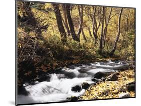 California, Sierra Nevada, Inyo Nf, Cottonwood Trees Along Mcgee Creek-Christopher Talbot Frank-Mounted Photographic Print