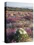 California, Sierra Nevada, Inyo Nf, Cottonwood Trees Along Mcgee Creek-Christopher Talbot Frank-Stretched Canvas