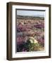 California, Sierra Nevada, Inyo Nf, Cottonwood Trees Along Mcgee Creek-Christopher Talbot Frank-Framed Photographic Print