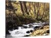 California, Sierra Nevada, Inyo Nf, Cottonwood Trees Along Mcgee Creek-Christopher Talbot Frank-Stretched Canvas