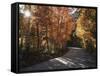 California, Sierra Nevada, Inyo Nf, Dirt Road, Fall Colors of Aspens-Christopher Talbot Frank-Framed Stretched Canvas