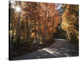 California, Sierra Nevada, Inyo Nf, Dirt Road, Fall Colors of Aspens-Christopher Talbot Frank-Stretched Canvas