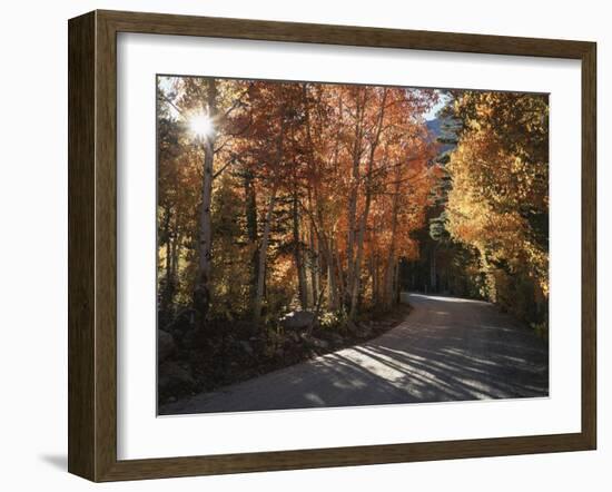 California, Sierra Nevada, Inyo Nf, Dirt Road, Fall Colors of Aspens-Christopher Talbot Frank-Framed Photographic Print