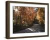 California, Sierra Nevada, Inyo Nf, Dirt Road, Fall Colors of Aspens-Christopher Talbot Frank-Framed Photographic Print