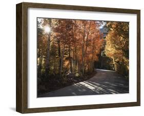 California, Sierra Nevada, Inyo Nf, Dirt Road, Fall Colors of Aspens-Christopher Talbot Frank-Framed Photographic Print