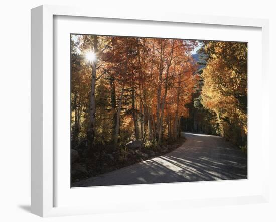 California, Sierra Nevada, Inyo Nf, Dirt Road, Fall Colors of Aspens-Christopher Talbot Frank-Framed Photographic Print