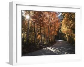 California, Sierra Nevada, Inyo Nf, Dirt Road, Fall Colors of Aspens-Christopher Talbot Frank-Framed Photographic Print