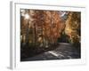 California, Sierra Nevada, Inyo Nf, Dirt Road, Fall Colors of Aspens-Christopher Talbot Frank-Framed Photographic Print