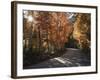 California, Sierra Nevada, Inyo Nf, Dirt Road, Fall Colors of Aspens-Christopher Talbot Frank-Framed Photographic Print