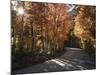 California, Sierra Nevada, Inyo Nf, Dirt Road, Fall Colors of Aspens-Christopher Talbot Frank-Mounted Photographic Print