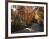 California, Sierra Nevada, Inyo Nf, Dirt Road, Fall Colors of Aspens-Christopher Talbot Frank-Framed Photographic Print