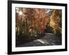 California, Sierra Nevada, Inyo Nf, Dirt Road, Fall Colors of Aspens-Christopher Talbot Frank-Framed Photographic Print