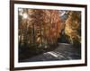 California, Sierra Nevada, Inyo Nf, Dirt Road, Fall Colors of Aspens-Christopher Talbot Frank-Framed Photographic Print